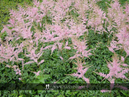 Astilbe (S) &#039;Sprite&#039; P9