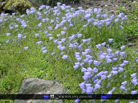 Campanula cochleariifolia P9