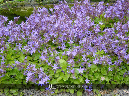 Campanula poscharskyana P9