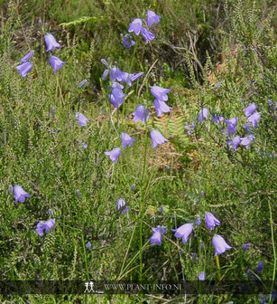 Campanula rotundifolia P9