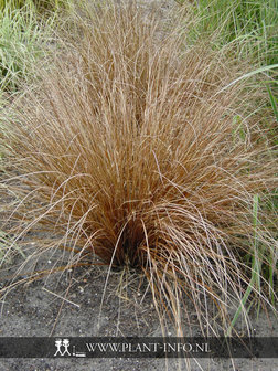 Carex buchananii P9