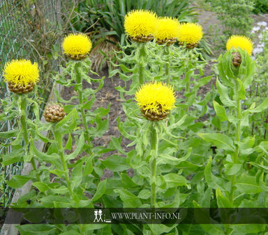 Centaurea macrocephala P9