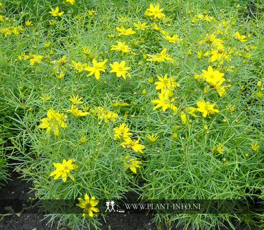 Coreopsis ver. &#039;Zagreb&#039; P9