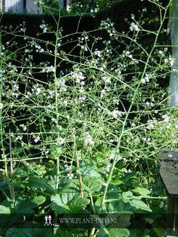 Crambe cordifolia P9