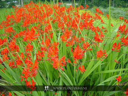 Crocosmia &#039;Lucifer&#039; P9