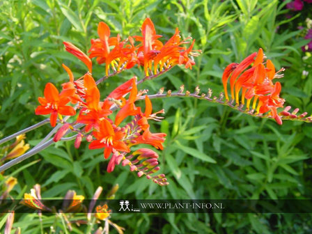 Crocosmia &#039;Lucifer&#039; P9