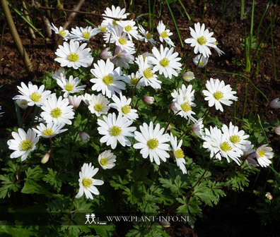 Anemone blanda &#039;White Splendour&#039; P9