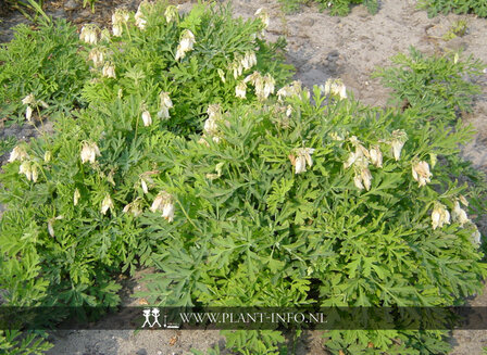 Dicentra formosa &#039;Aurora&#039; P9