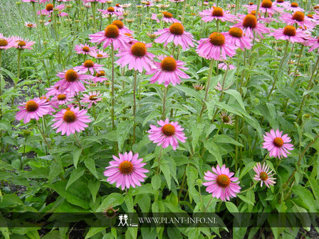 Echinacea purpurea P9