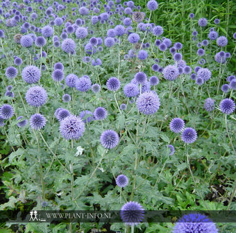 Echinops ritro &#039;Veitch&#039;s Blue&#039; P9