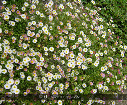 Erigeron karvinskianus P9