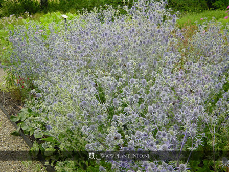 Eryngium planum P9