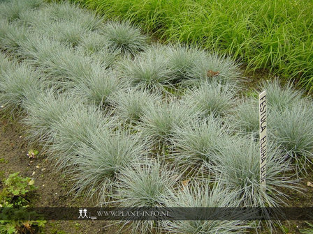 Festuca glauca &#039;Elijah Blue&#039; P9