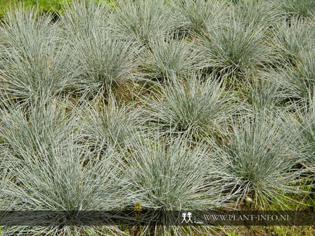 Festuca glauca &#039;Elijah Blue&#039; P9