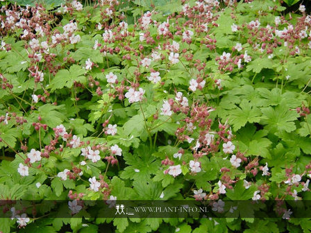 Geranium mac. &#039;Spessart&#039; P9