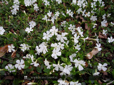 Vinca minor &#039;Gertrude Jekyll&#039; P9