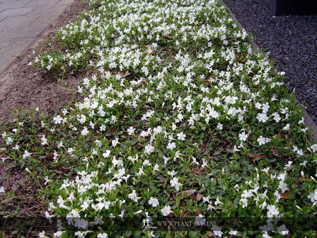 Vinca minor &#039;Gertrude Jekyll&#039; P9