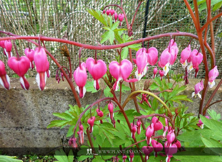 Dicentra spectabilis P9