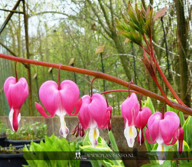 Dicentra spectabilis P9