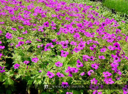 Geranium psilostemon P9