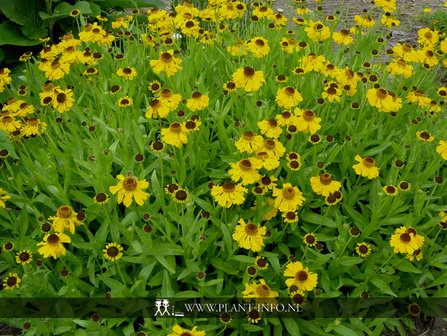 Helenium bigelovii &#039;The Bishop&#039; P9