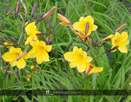 Hemerocallis &#039;Corky&#039; P9