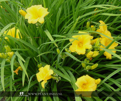 Hemerocallis &#039;Stella de Oro&#039; P9