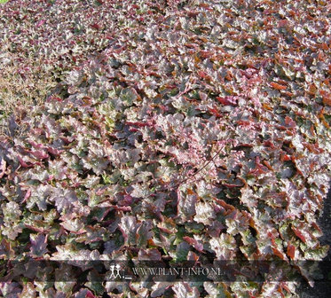 Heuchera &#039;Rachel&#039; P9