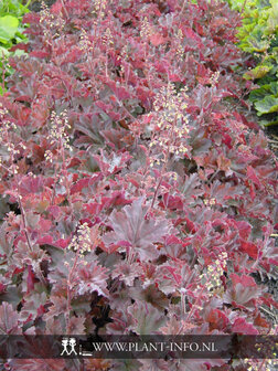 Heuchera &#039;Cappuccino&#039; P9