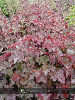 Heuchera &#039;Chocolate Ruffles&#039; &reg; P9