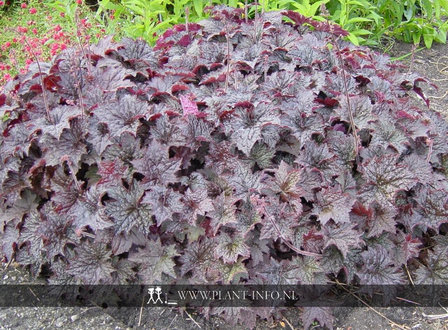 Heuchera mic. &#039;Palace Purple&#039; P9