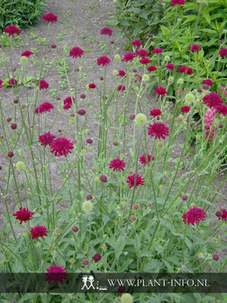 Knautia macedonica P9