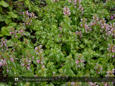 Lamium mac. &#039;Shell Pink&#039; P9