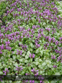 Lamium mac. &#039;Beacon Silver&#039; P9