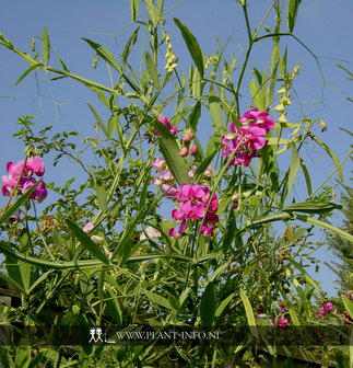 Lathyrus latifolius &#039;Red Pearl&#039; P9