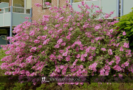 Lavatera &#039;Rosea&#039; P9