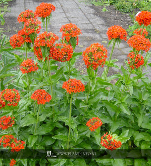 Lychnis chalcedonica P9