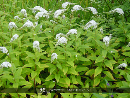 Lysimachia clethroides P9