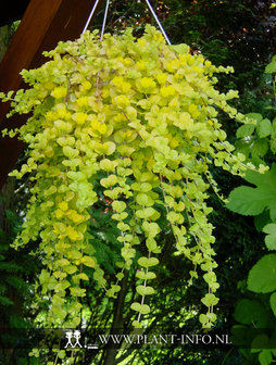 Lysimachia nummularia &#039;Aurea&#039; P9