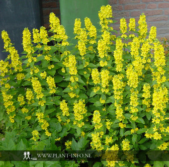 Lysimachia punctata P9