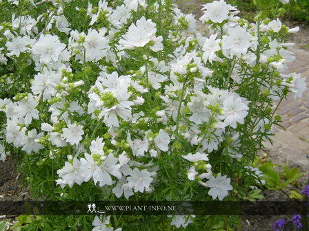 Malva moschata &#039;Alba&#039; P9