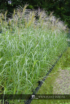 Miscanthus s. &#039;Silberfeder&#039; P11