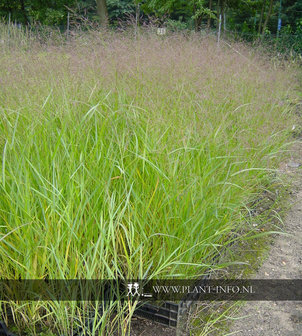 Panicum virgatum &#039;Squaw&#039; P9