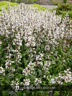 Penstemon digitalis &#039;Husker Red&#039; P9