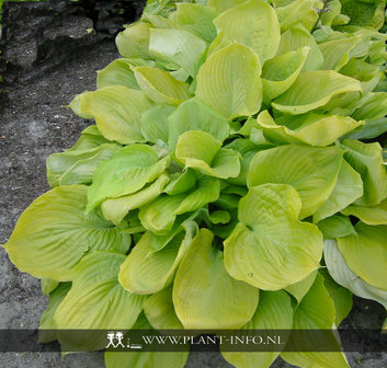 Hosta &#039;Sum and Substance&#039; P9