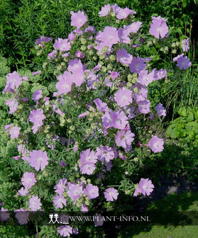 Malva moschata &#039;Rosea&#039; P9