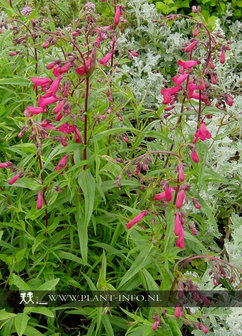 Penstemon &#039;Garnet&#039; P9