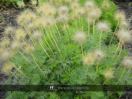 Pulsatilla vulgaris &#039;Alba&#039; P9