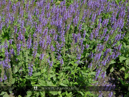 Salvia nemorosa &#039;Blauh&uuml;gel&#039; P9