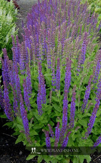 Salvia nemorosa &#039;Ostfriesland&#039; P9